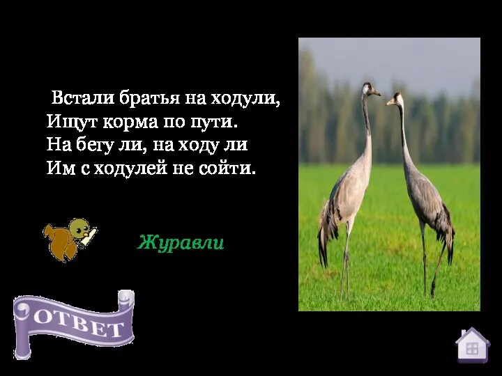 Встали братья на ходули, Ищут корма по пути. На бегу ли, на