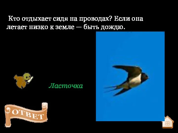 Кто отдыхает сидя на проводах? Если она летает низко к земле — быть дождю. Ласточка