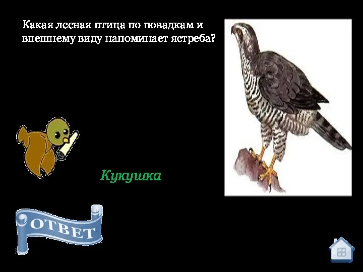 Кукушка Какая лесная птица по повадкам и внешнему виду напоминает ястреба?