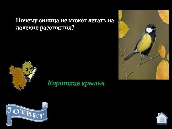 Короткие крылья Почему синица не может летать на далекие расстояния?