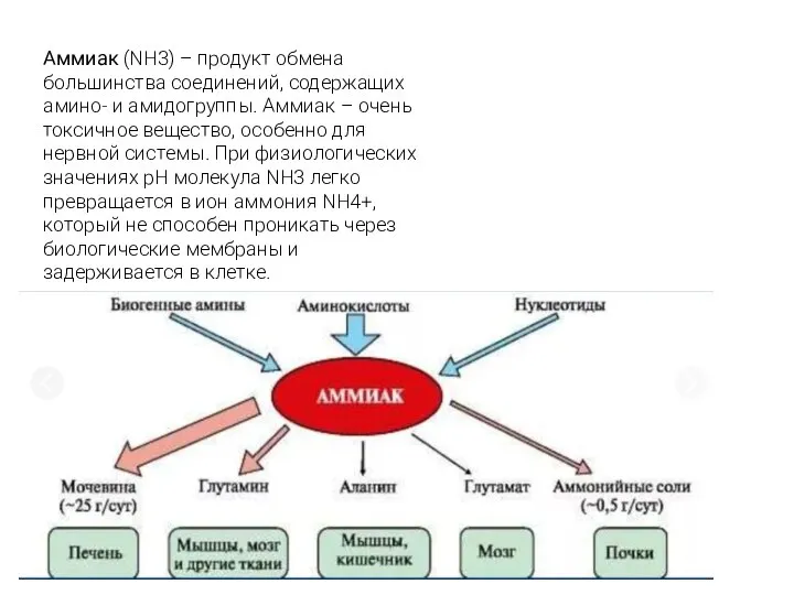 Аммиак (NН3) – продукт обмена большинства соединений, содержащих амино- и амидогруппы. Аммиак