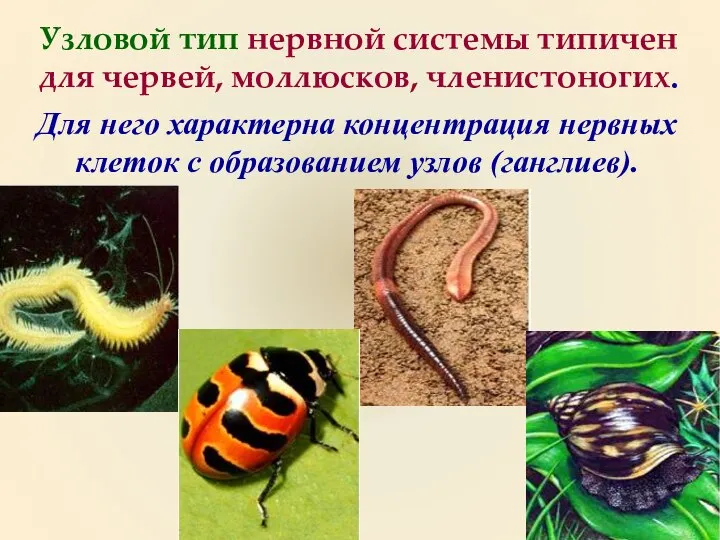 Узловой тип нервной системы типичен для червей, моллюсков, членистоногих. Для него характерна