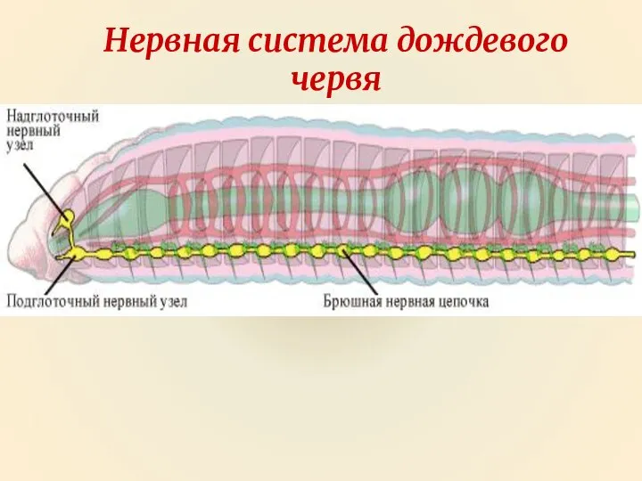 Нервная система дождевого червя