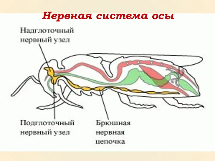 Нервная система осы