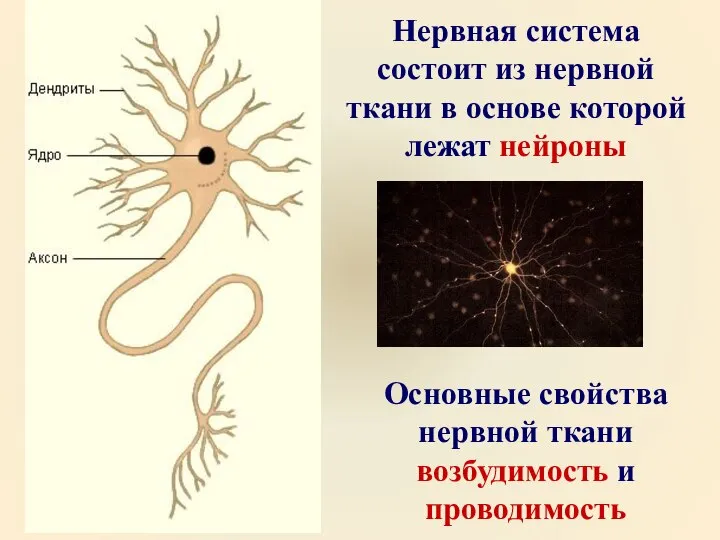 Нервная система состоит из нервной ткани в основе которой лежат нейроны Основные