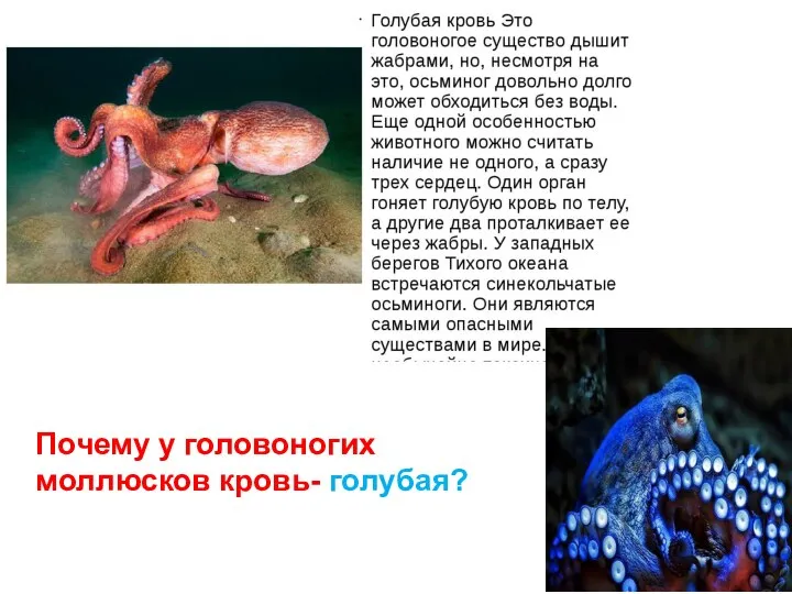Почему у головоногих моллюсков кровь- голубая?