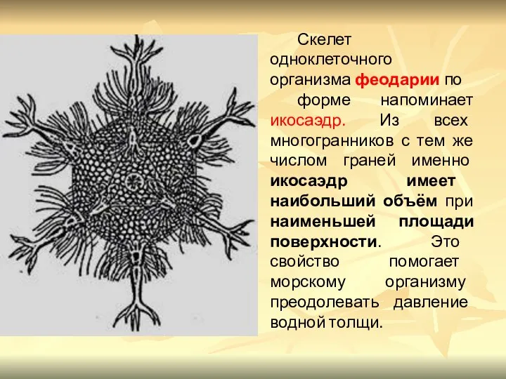 Скелет одноклеточного организма феодарии по форме напоминает икосаэдр. Из всех многогранников с