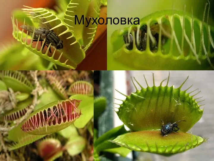 Мухоловка