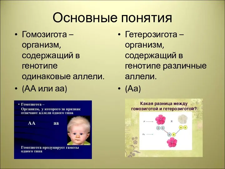 Основные понятия Гомозигота – организм, содержащий в генотипе одинаковые аллели. (АА или