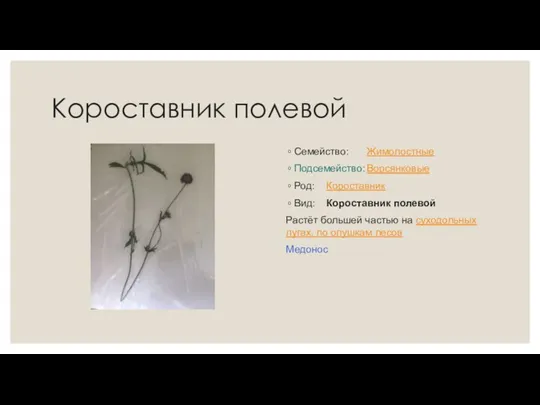 Короставник полевой Семейство: Жимолостные Подсемейство: Ворсянковые Род: Короставник Вид: Короставник полевой Растёт