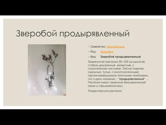 Зверобой продырявленный Семейство: Зверобойные Род: Зверобой Вид: Зверобой продырявленный Травянистое растение 30–100