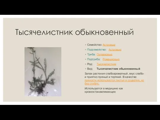 Тысячелистник обыкновенный Семейство: Астровые Подсемейство: Астровые Триба: Пупавковые Подтриба: Ромашковые Род: Тысячелистник