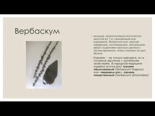 Вербаскум мощный, неприхотливый многолетник высотой до 1 м, называемый еще коровяком. Ветвистый