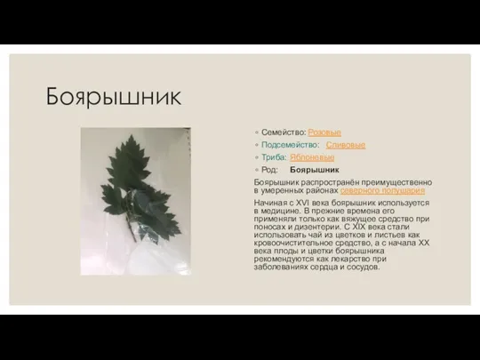 Боярышник Семейство: Розовые Подсемейство: Сливовые Триба: Яблоневые Род: Боярышник Боярышник распространён преимущественно