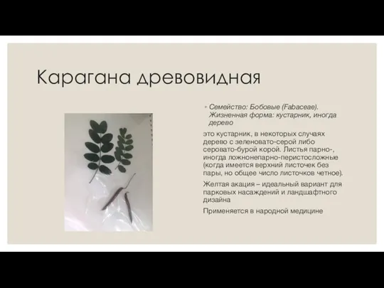 Карагана древовидная Семейство: Бобовые (Fabaceae).Жизненная форма: кустарник, иногда дерево это кустарник, в