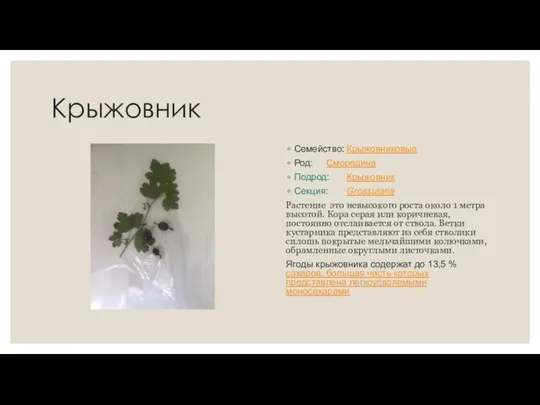 Крыжовник Семейство: Крыжовниковые Род: Смородина Подрод: Крыжовник Секция: Grossularia Растение это невысокого