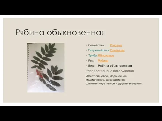 Рябина обыкновенная Семейство: Розовые Подсемейство: Сливовые Триба: Яблоневые Род: Рябина Вид: Рябина