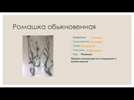 Ромашка обыкновенная Семейство: Астровые Подсемейство: Астровые Триба: Пупавковые Подтриба: Ромашковые Род: Ромашка