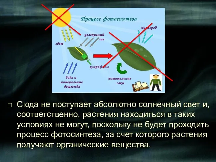 Сюда не поступает абсолютно солнечный свет и, соответственно, растения находиться в таких