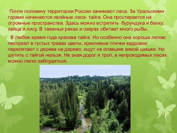 Почти половину территории России занимают леса. За Уральскими горами начинаются хвойные леса-