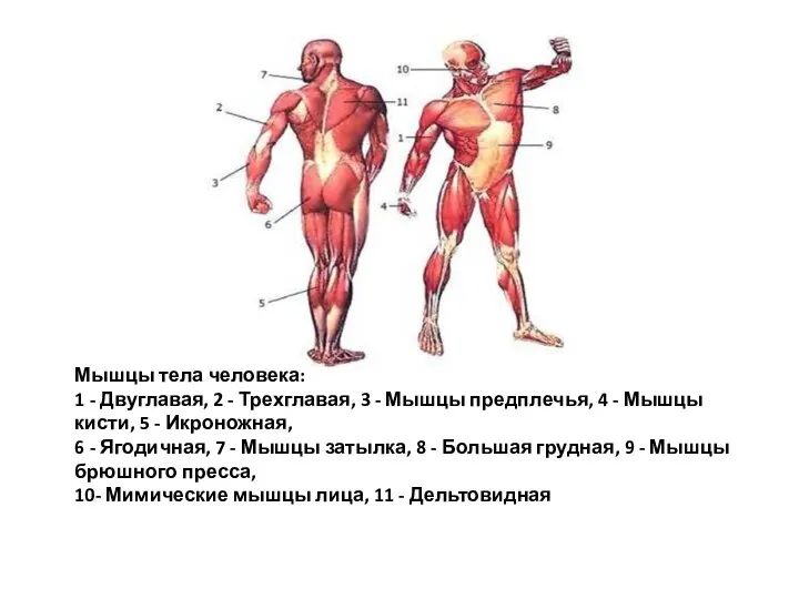 Мышцы тела человека: 1 - Двуглавая, 2 - Трехглавая, 3 - Мышцы