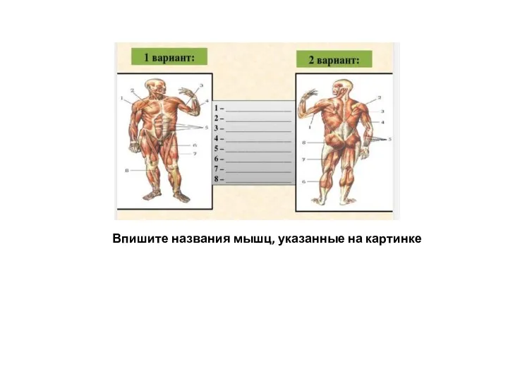 Впишите названия мышц, указанные на картинке