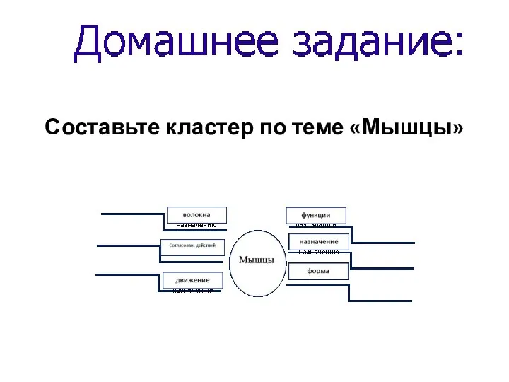 Составьте кластер по теме «Мышцы»