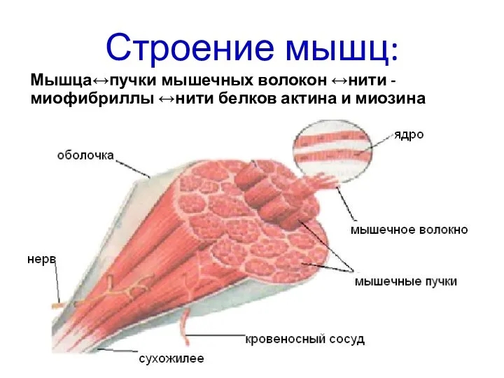 Строение мышц: Мышца↔пучки мышечных волокон ↔нити - миофибриллы ↔нити белков актина и миозина