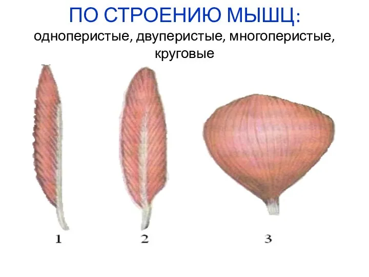 ПО СТРОЕНИЮ МЫШЦ: одноперистые, двуперистые, многоперистые, круговые