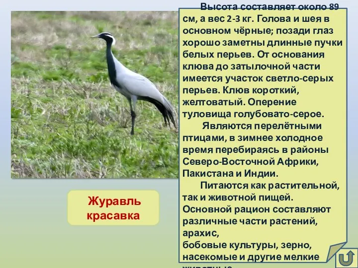 Журавль красавка Высота составляет около 89 см, а вес 2-3 кг. Голова