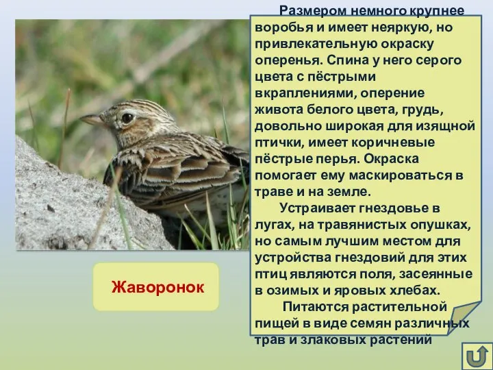 Жаворонок Размером немного крупнее воробья и имеет неяркую, но привлекательную окраску оперенья.