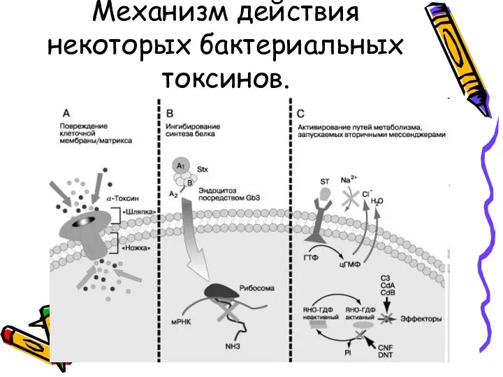 Механизм действия некоторых бактериальных токсинов.