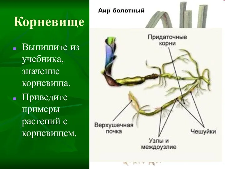 Корневище Выпишите из учебника, значение корневища. Приведите примеры растений с корневищем.