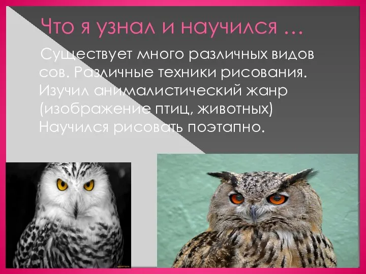 Что я узнал и научился … Существует много различных видов сов. Различные