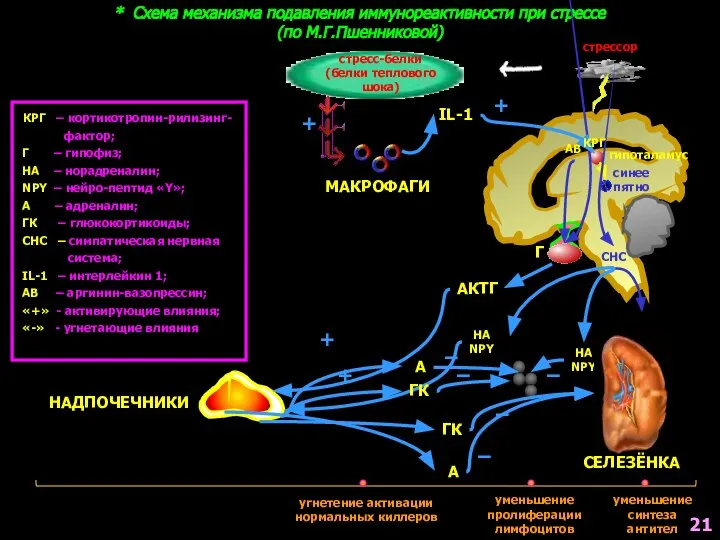 * Схема механизма подавления иммунореактивности при стрессе (по М.Г.Пшенниковой) КРГ – кортикотропин-рилизинг-