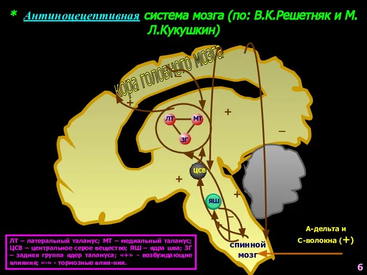 * Антиноцецептивная система мозга (по: В.К.Решетняк и М.Л.Кукушкин) кора головного мозга ЛТ