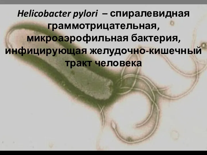 Helicobacter pylori – спиралевидная граммотрицательная, микроаэрофильная бактерия, инфицирующая желудочно-кишечный тракт человека