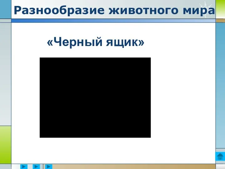 Разнообразие животного мира «Черный ящик»