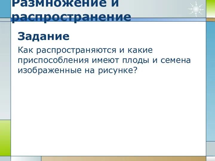 Размножение и распространение Задание Как распространяются и какие приспособления имеют плоды и семена изображенные на рисунке?