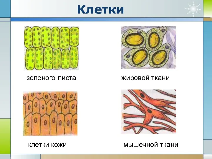 Клетки зеленого листа жировой ткани клетки кожи мышечной ткани