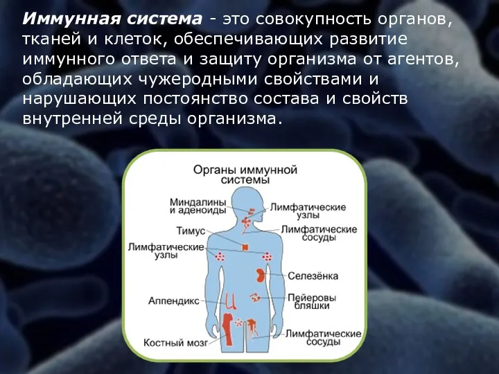 Иммунная система - это совокупность органов, тканей и клеток, обеспечивающих развитие иммунного