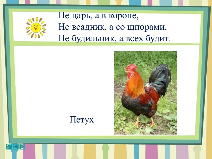 Не царь, а в короне, Не всадник, а со шпорами, Не будильник, а всех будит. Петух