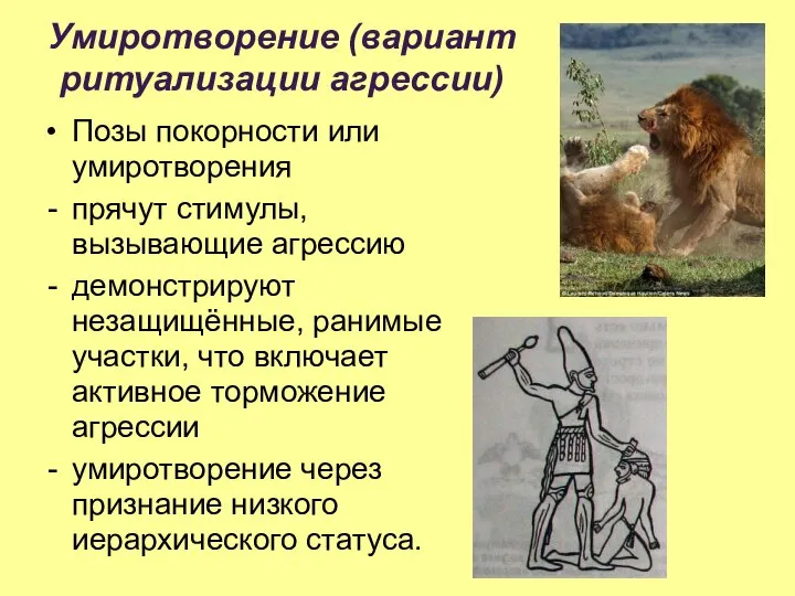 Умиротворение (вариант ритуализации агрессии) Позы покорности или умиротворения прячут стимулы, вызывающие агрессию