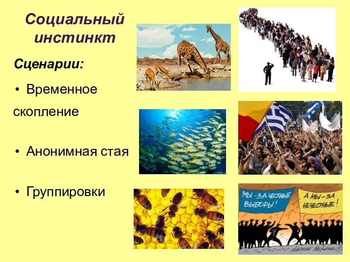 Социальный инстинкт Сценарии: Временное скопление Анонимная стая Группировки