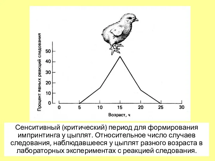 Сенситивный (критический) период для формирования импринтинга у цыплят. Относительное число случаев следования,