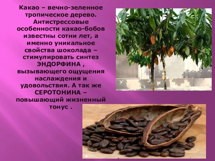 Какао – вечно-зеленное тропическое дерево. Антистрессовые особенности какао-бобов известны сотни лет, а
