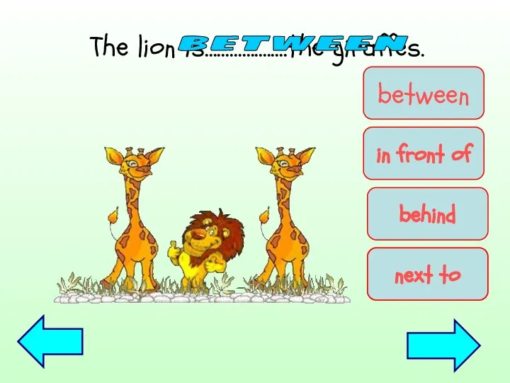 The lion is…………….….the giraffes. between between in front of behind next to