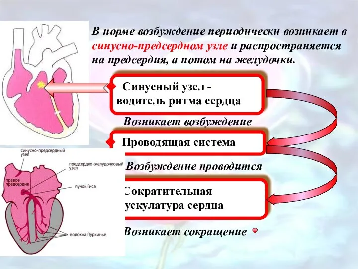 В норме возбуждение периодически возникает в синусно-предсердном узле и распространяется на предсердия,