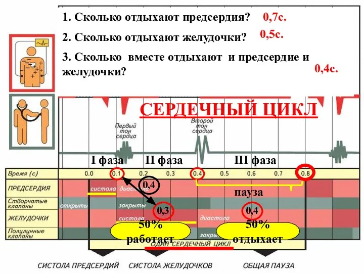 I фаза II фаза III фаза пауза СЕРДЕЧНЫЙ ЦИКЛ 0,3 0,4 0,4