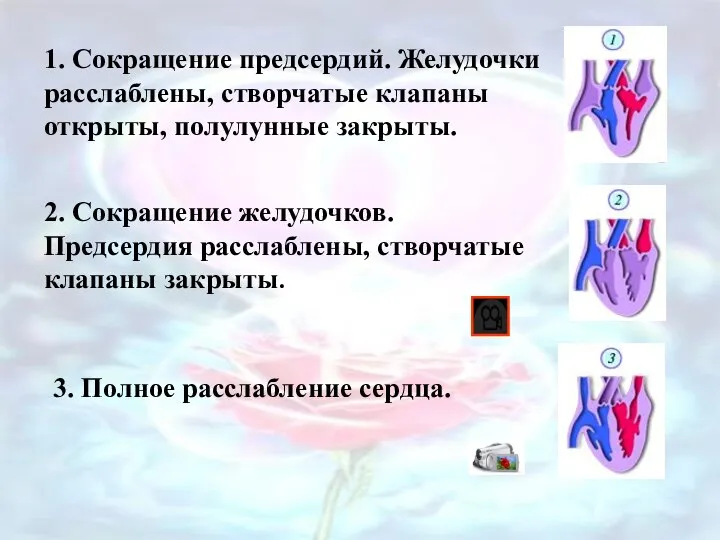 1. Сокращение предсердий. Желудочки расслаблены, створчатые клапаны открыты, полулунные закрыты. 2. Сокращение